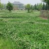 K053 張松蓮---太清宮內綠草如茵